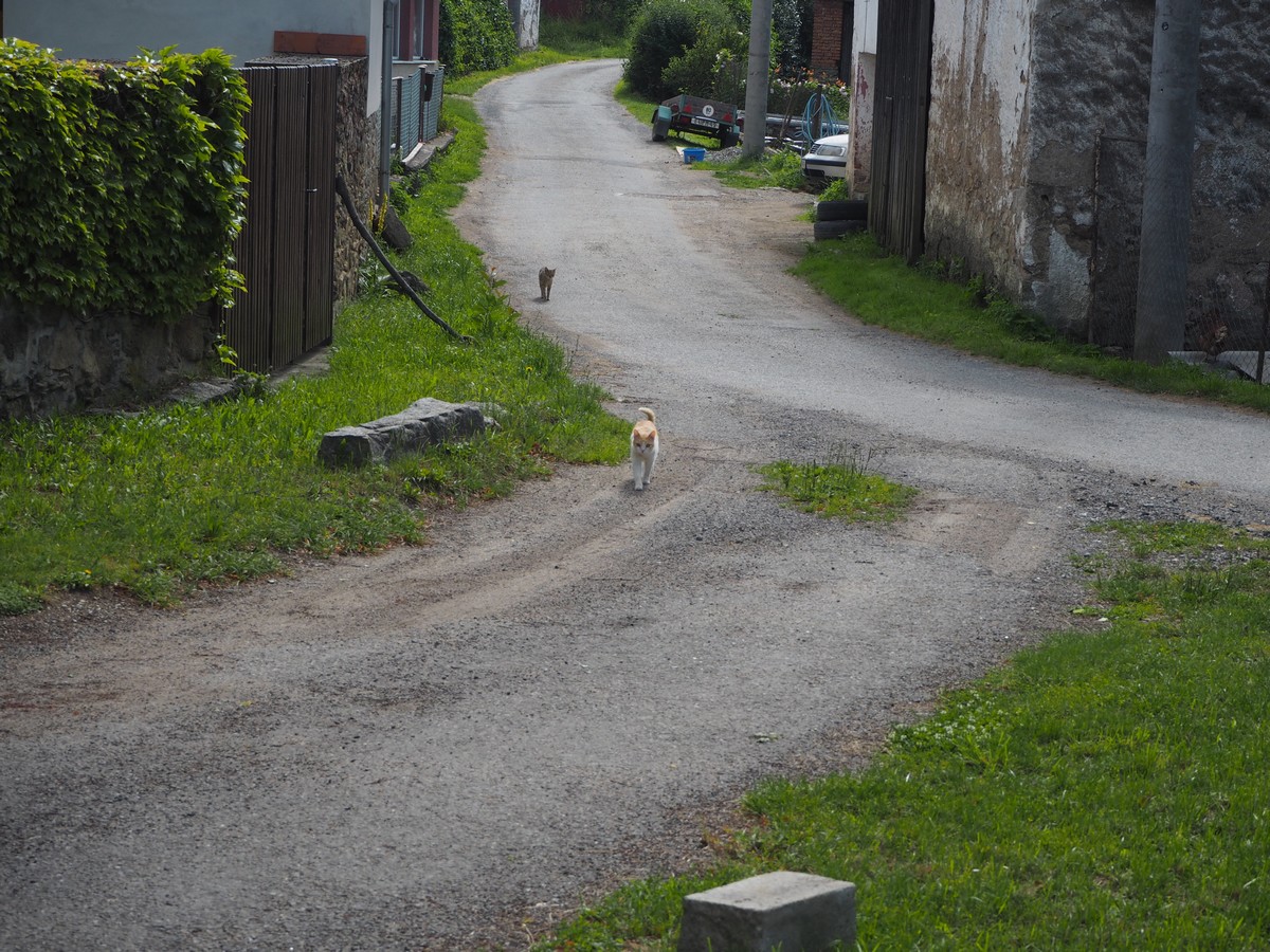 pláckovské kočky